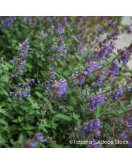 Nepeta sibirica