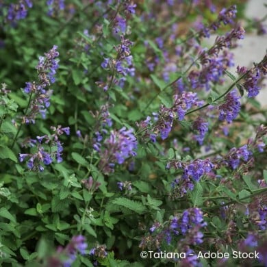 Nepeta sibirica