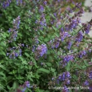 Nepeta sibirica