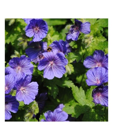Geranium x johnsonii 'Johnson's Blue'