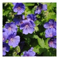Geranium x johnsonii 'Johnson's Blue'