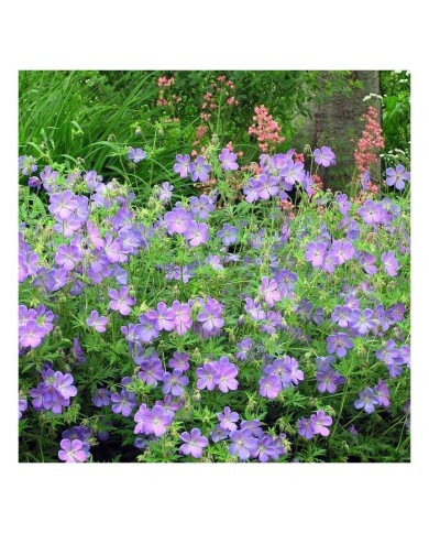 Geranium x johnsonii 'Johnson's Blue'