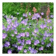 Geranium x johnsonii 'Johnson's Blue'