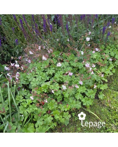 Géranium vivace cantabrigiense 'Biokovo'