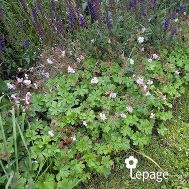 Géranium vivace cantabrigiense 'Biokovo'