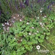 Géranium vivace cantabrigiense 'Biokovo'