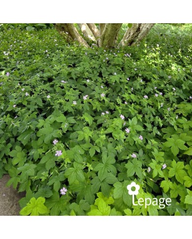 Géranium vivace nodosum