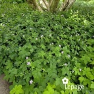 Géranium vivace nodosum