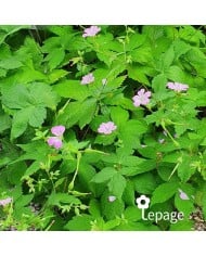 Géranium vivace nodosum