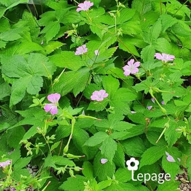 Géranium vivace nodosum