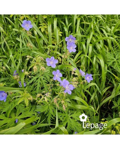 Géranium vivace pratense