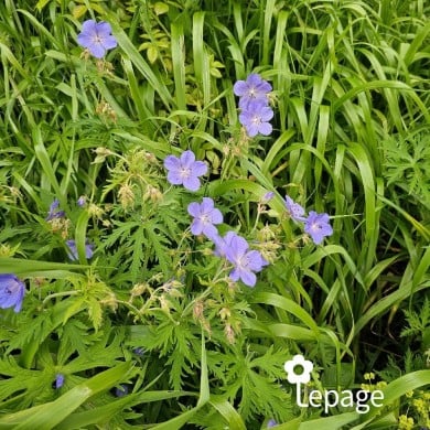 Géranium vivace pratense