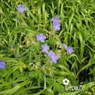 Géranium vivace pratense