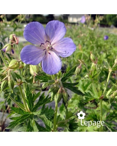 Géranium vivace pratense
