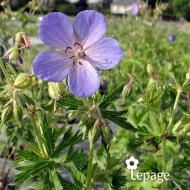 Géranium vivace pratense