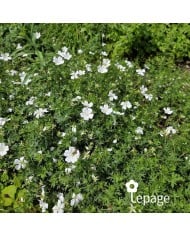 Géranium vivace sanguineum 'Album'