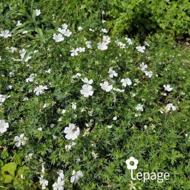 Géranium vivace sanguineum 'Album'