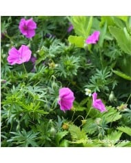 Géranium vivace sanguineum 'Vision'