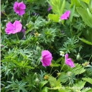 Géranium vivace sanguineum 'Vision'