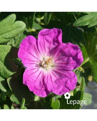 Géranium vivace sanguineum 'Vision'
