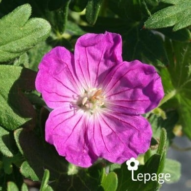 Géranium vivace sanguineum 'Vision'