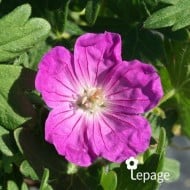 Géranium vivace sanguineum 'Vision'