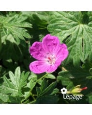 Géranium vivace sanguineum