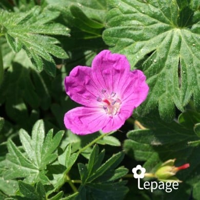 Géranium vivace sanguineum