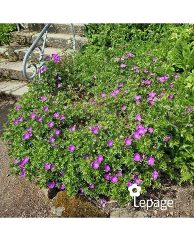 Géranium vivace sanguineum