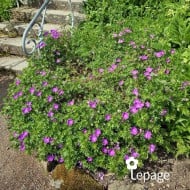 Géranium vivace sanguineum