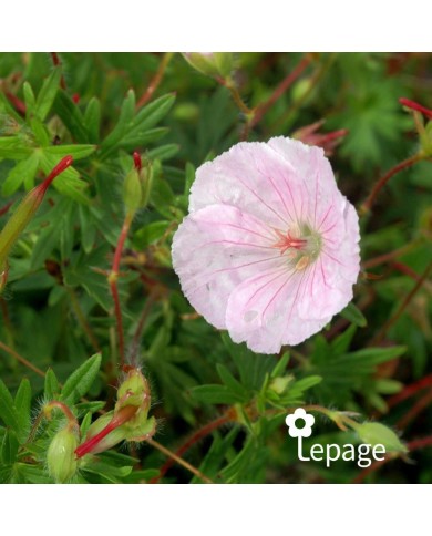 Géranium vivace sanguineum var. striatum