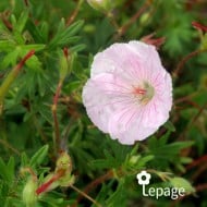 Géranium vivace sanguineum var. striatum