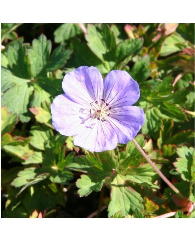 Géranium vivace 'Azure Rush'