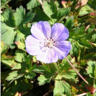Géranium vivace 'Azure Rush'
