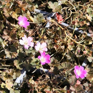 Géranium vivace 'Orkney Cherry'