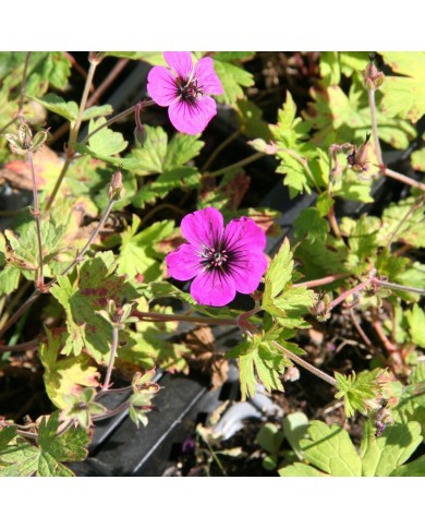 Géranium vivace 'Anne Thomson'