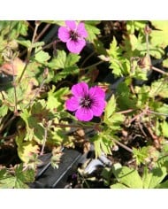 Géranium vivace 'Anne Thomson'