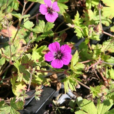 Géranium vivace 'Anne Thomson'