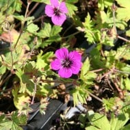 Géranium vivace 'Anne Thomson'