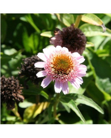 Echinacea 'Butterfly Kisses’