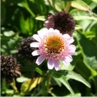 Echinacea 'Butterfly Kisses’