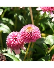 Echinacea 'Butterfly Kisses’
