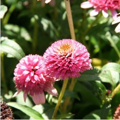 Echinacea 'Butterfly Kisses’