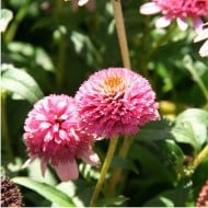 Echinacea 'Butterfly Kisses’