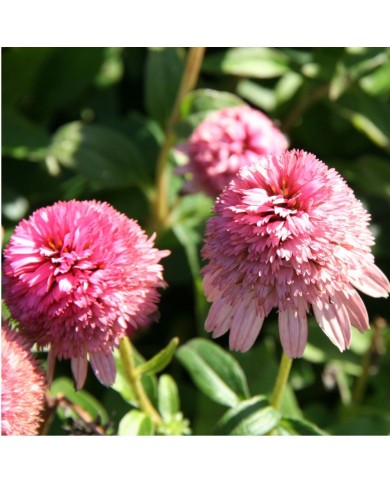 Echinacea 'Butterfly Kisses’