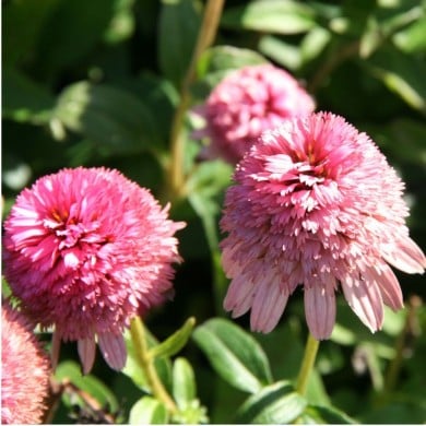 Echinacea 'Butterfly Kisses’