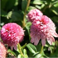 Echinacea 'Butterfly Kisses’