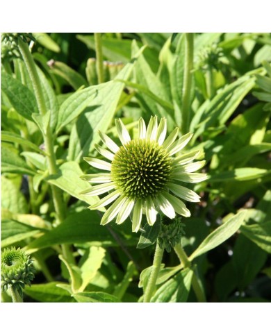 Echinacea 'Green Jewel'