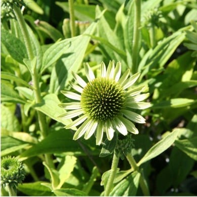 Echinacea 'Green Jewel'