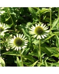 Echinacea 'Green Jewel'